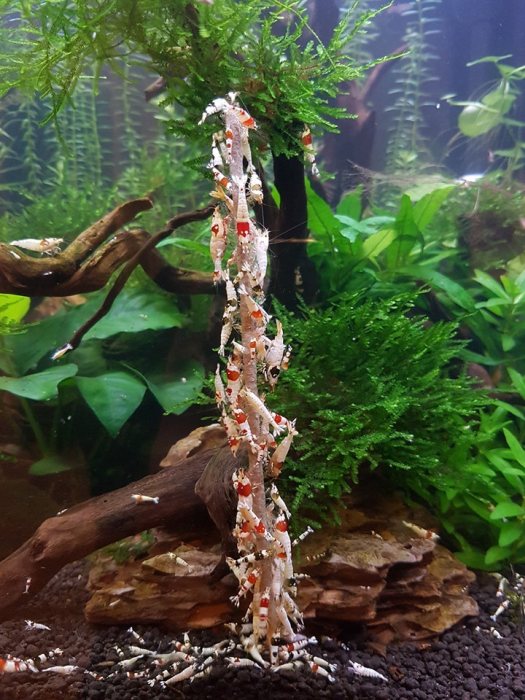 Shrimp Stick Blütenpollen Lolly (10 Stück)