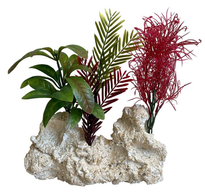 Maxi Rocky Coast Plant 28 cm hoch [P2]