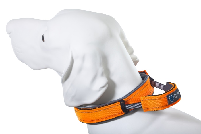 Dog Control Halsband S orange