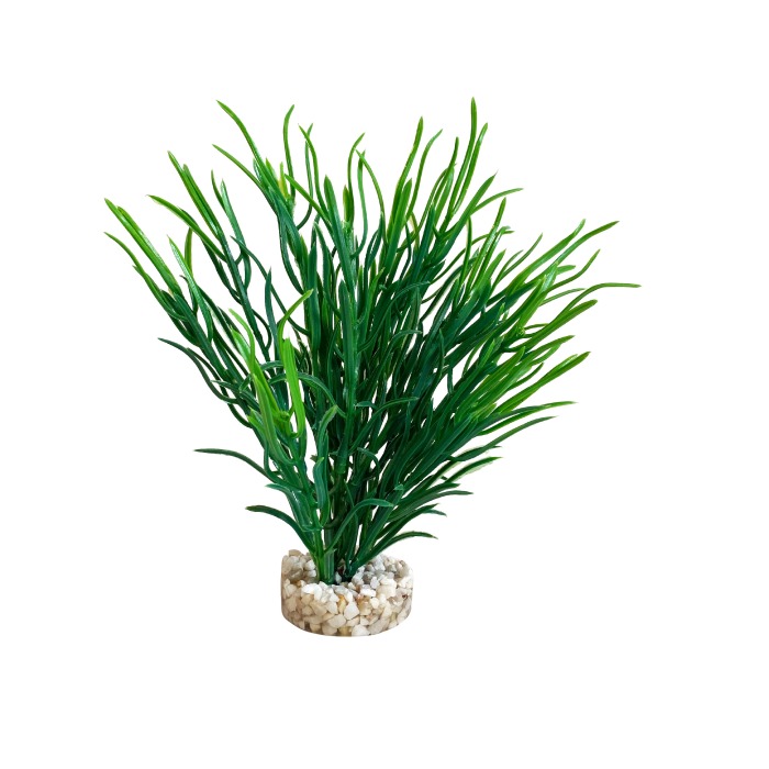 Sea grass medium 25 cm hoch [P12]