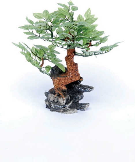 Bonsai-Baum auf Stein