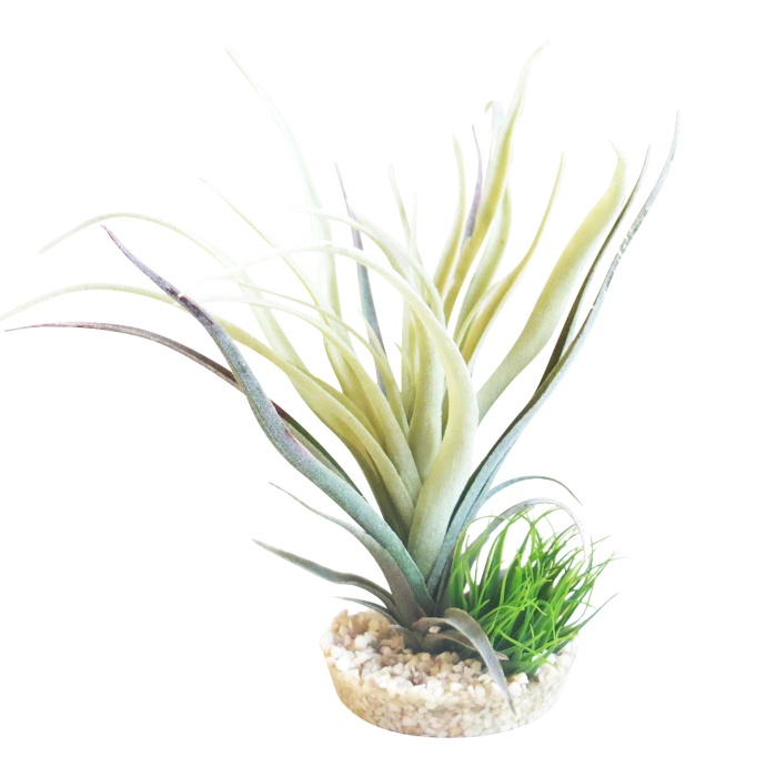 Tillandsia fan 22 cm hoch [P6]