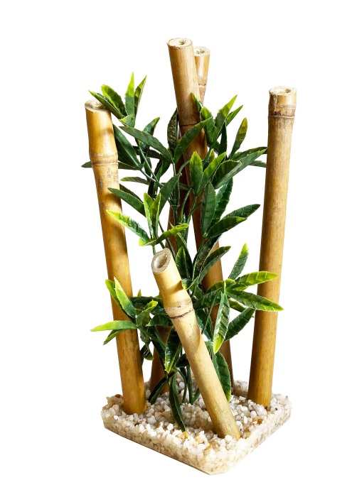 Bamboo large plants 25 cm hoch [P4]