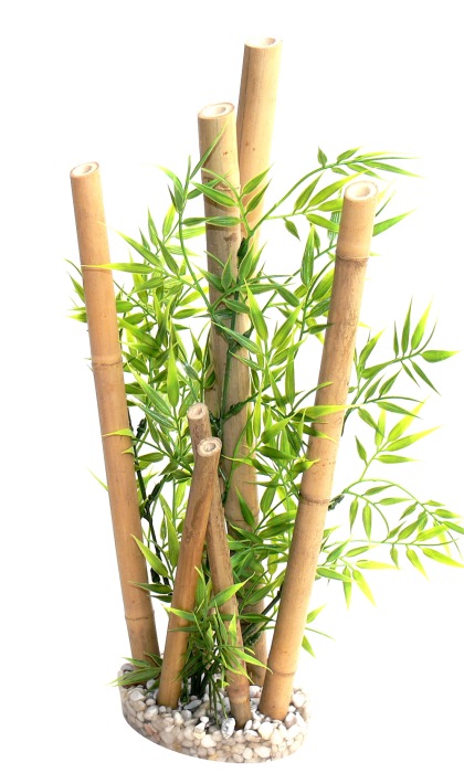 Bamboo XL plants 38 cm hoch [P3]